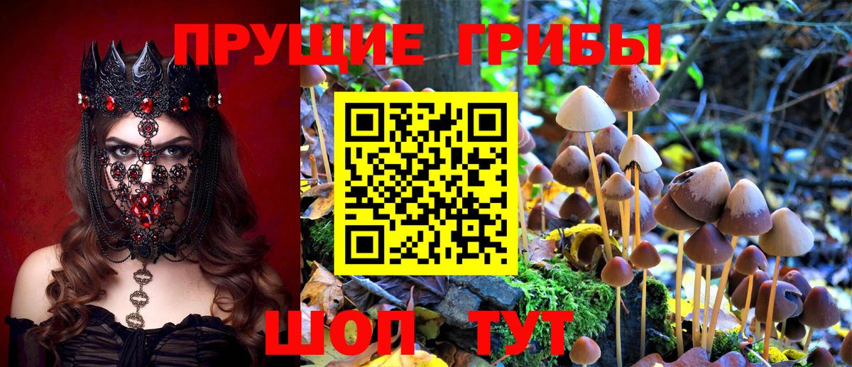 Черногорск  Галлюциногенные грибы MAGIC MUSHROOMS  Вход с VPN  Галлюциногенные грибы Magic Shrooms 